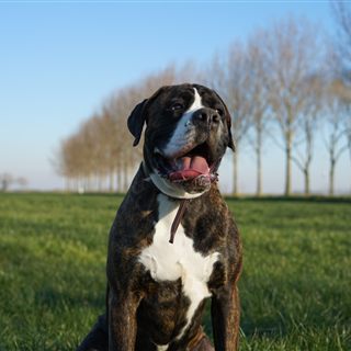 Charley, de echte hond van de maker van Leerkwartier